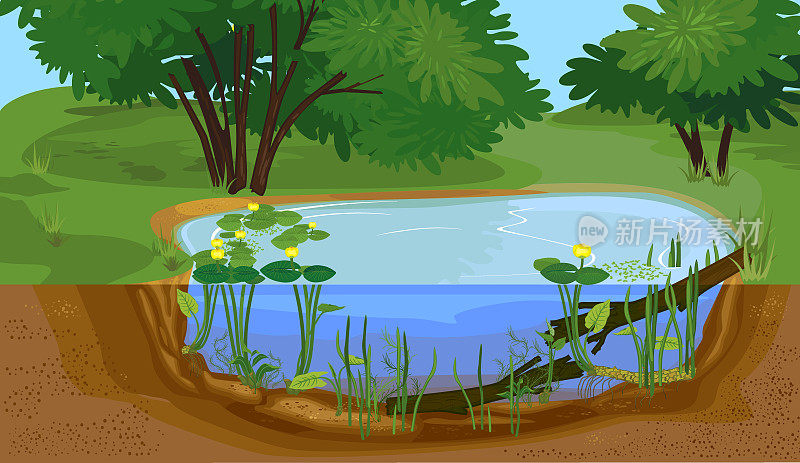 抽象卡通景观与分裂水平淡水湖。生物池与黄色的水百合(Nuphar lutea)植物和浮木